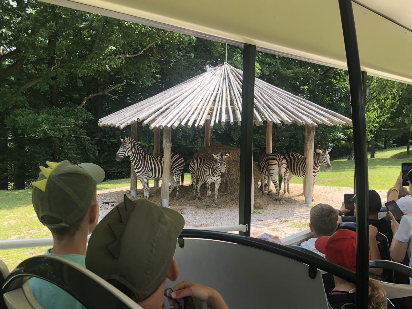 17. 6. Druháčci a třeťáčci v Safari Parku Dvůr Králové - 1