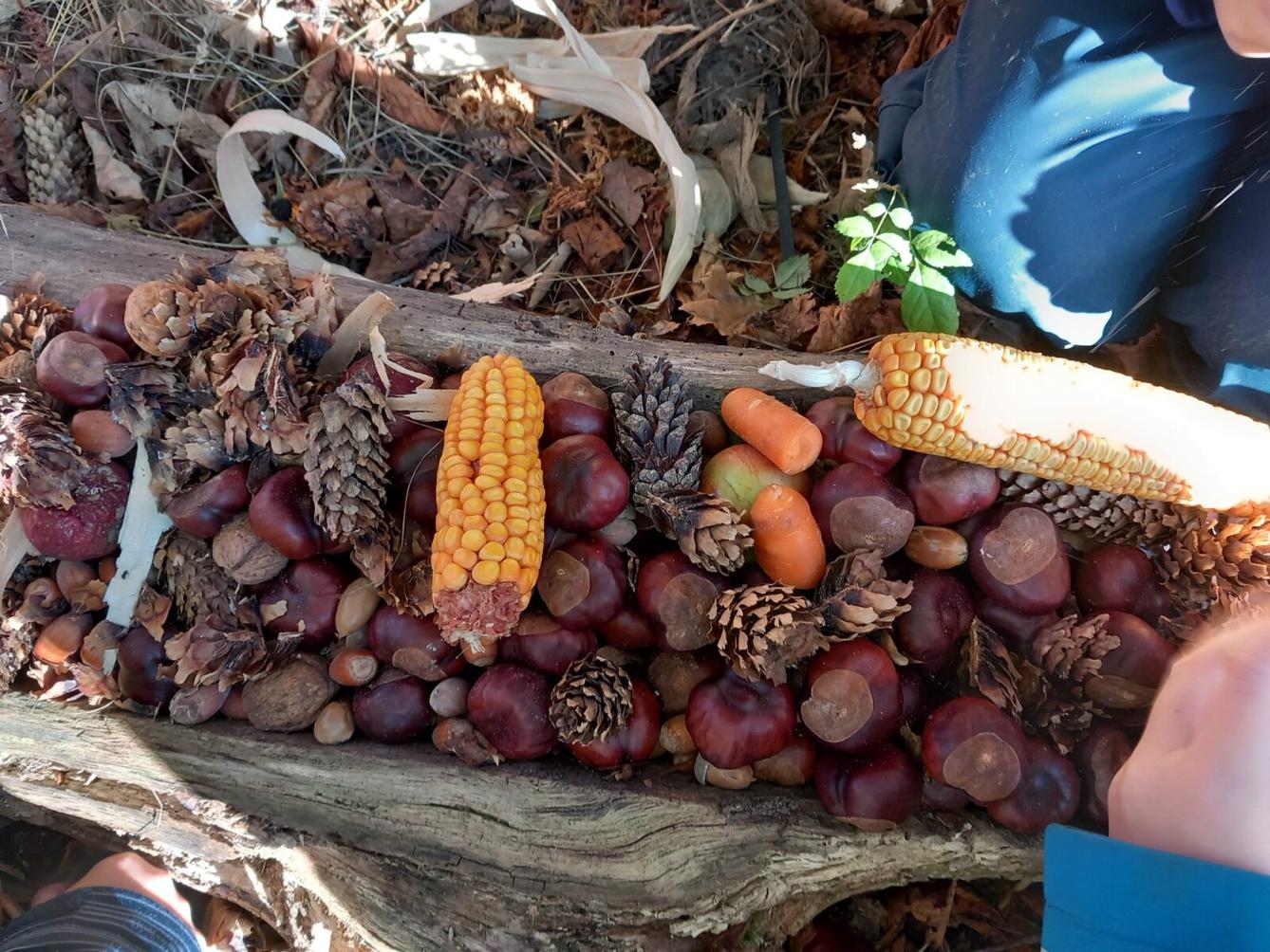 krmení zvířátek v lese - 1