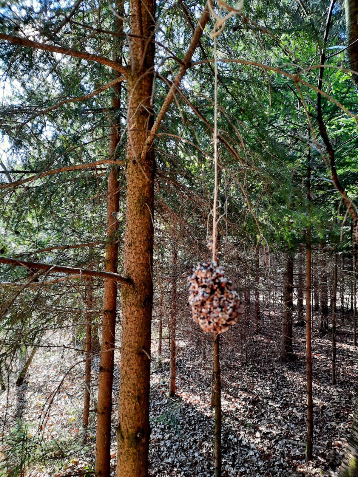 11. 3. Přírodovědná vycházka do lesa, 2. třída - 3