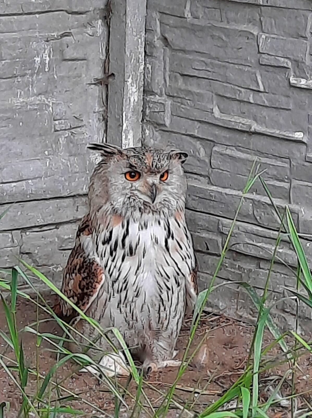 30. 5. Království sov a papoušků, 2. třída - 9