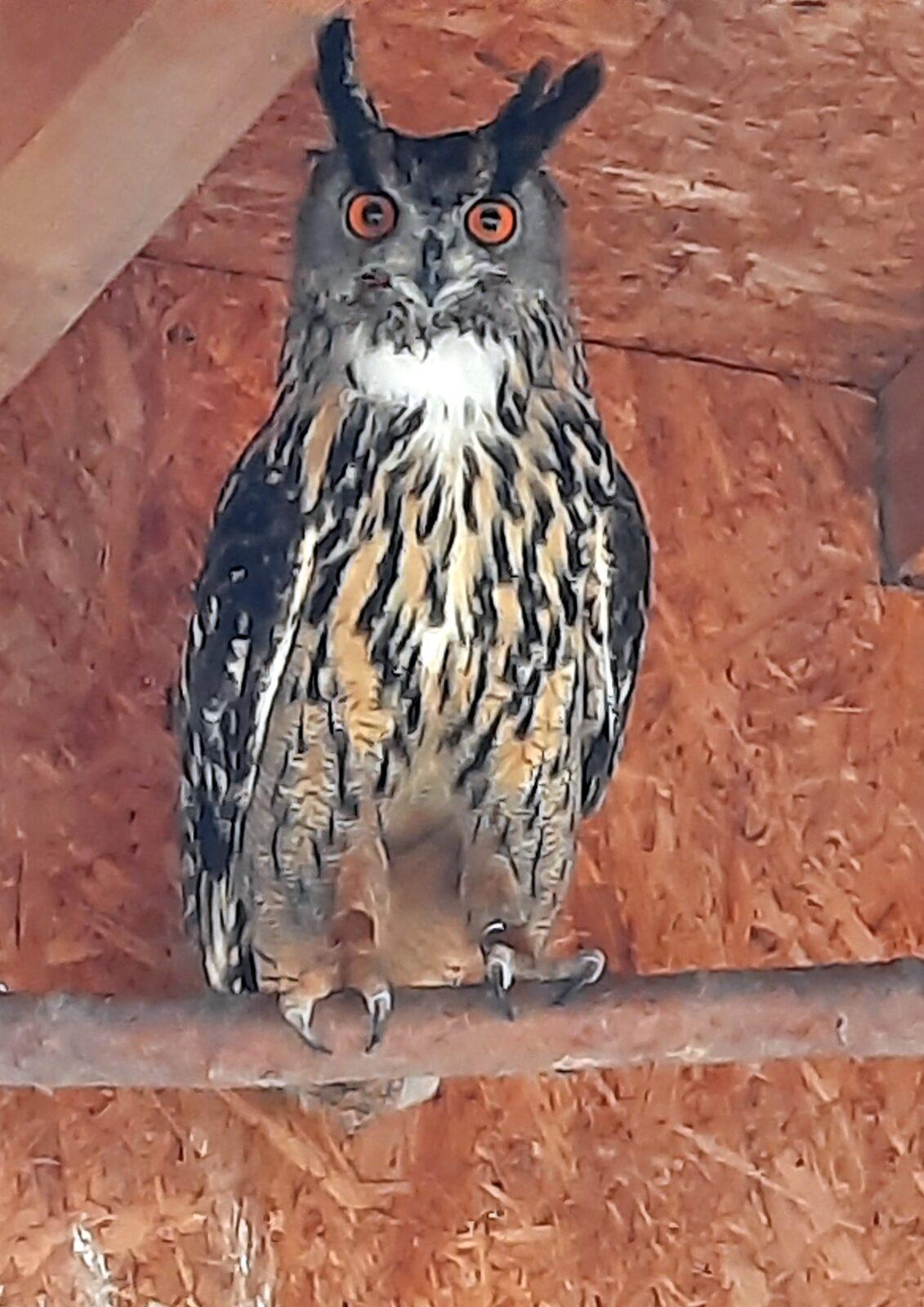 30. 5. Království sov a papoušků, 2. třída - 11