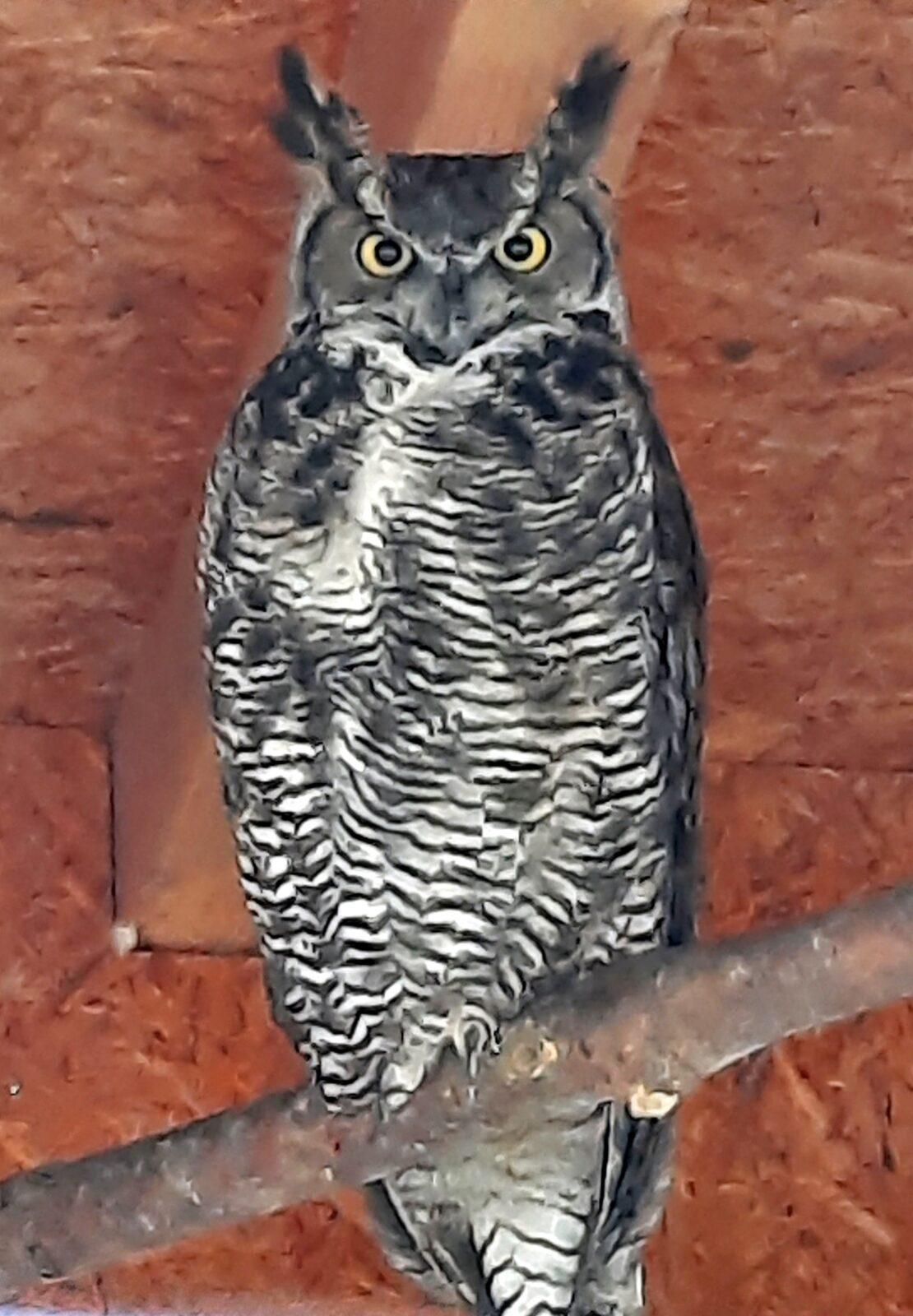 30. 5. Království sov a papoušků, 2. třída - 13