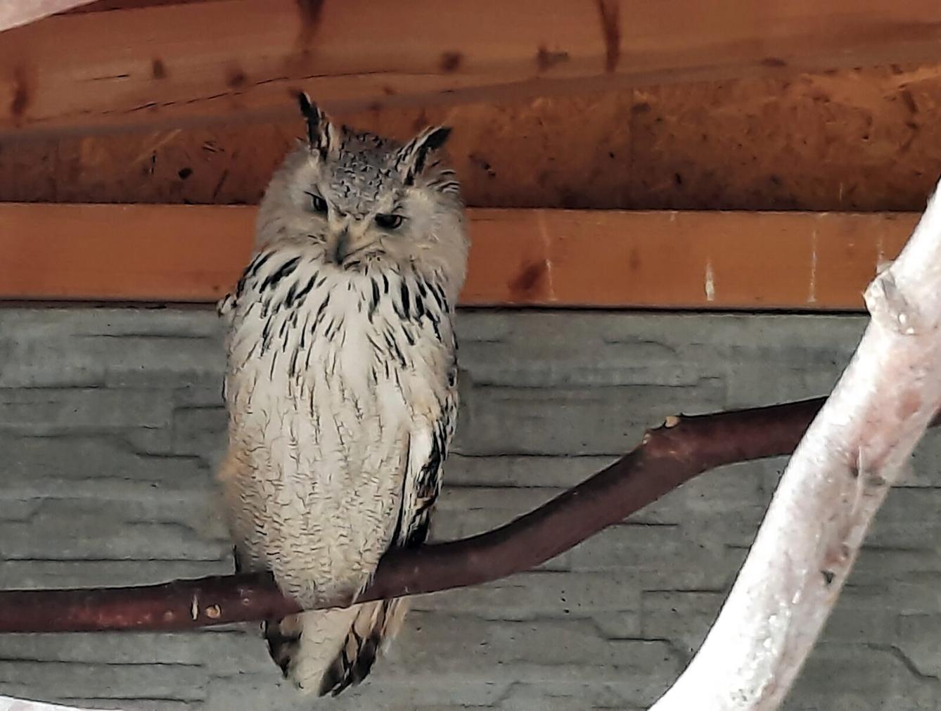 30. 5. Království sov a papoušků, 2. třída - 19