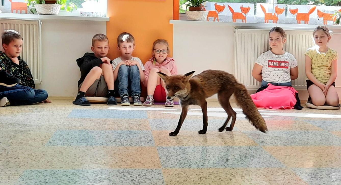 31. 5., Liška u prvňáčků - 2