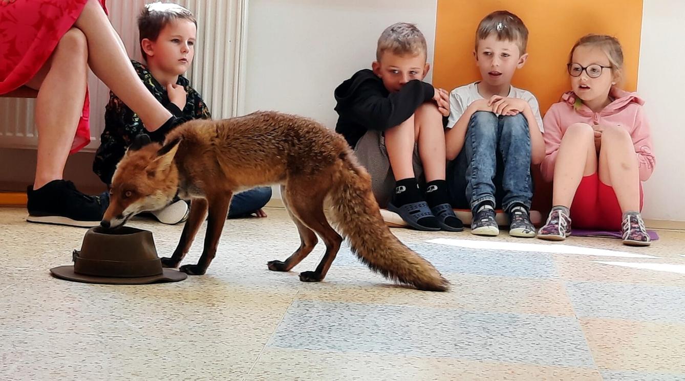 31. 5., Liška u prvňáčků - 5