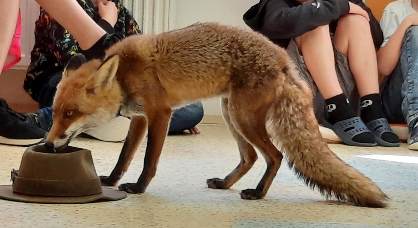 31. 5., Liška u prvňáčků - 6