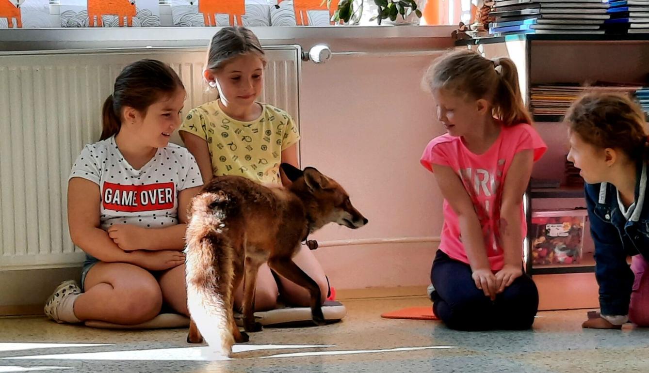 31. 5., Liška u prvňáčků - 10