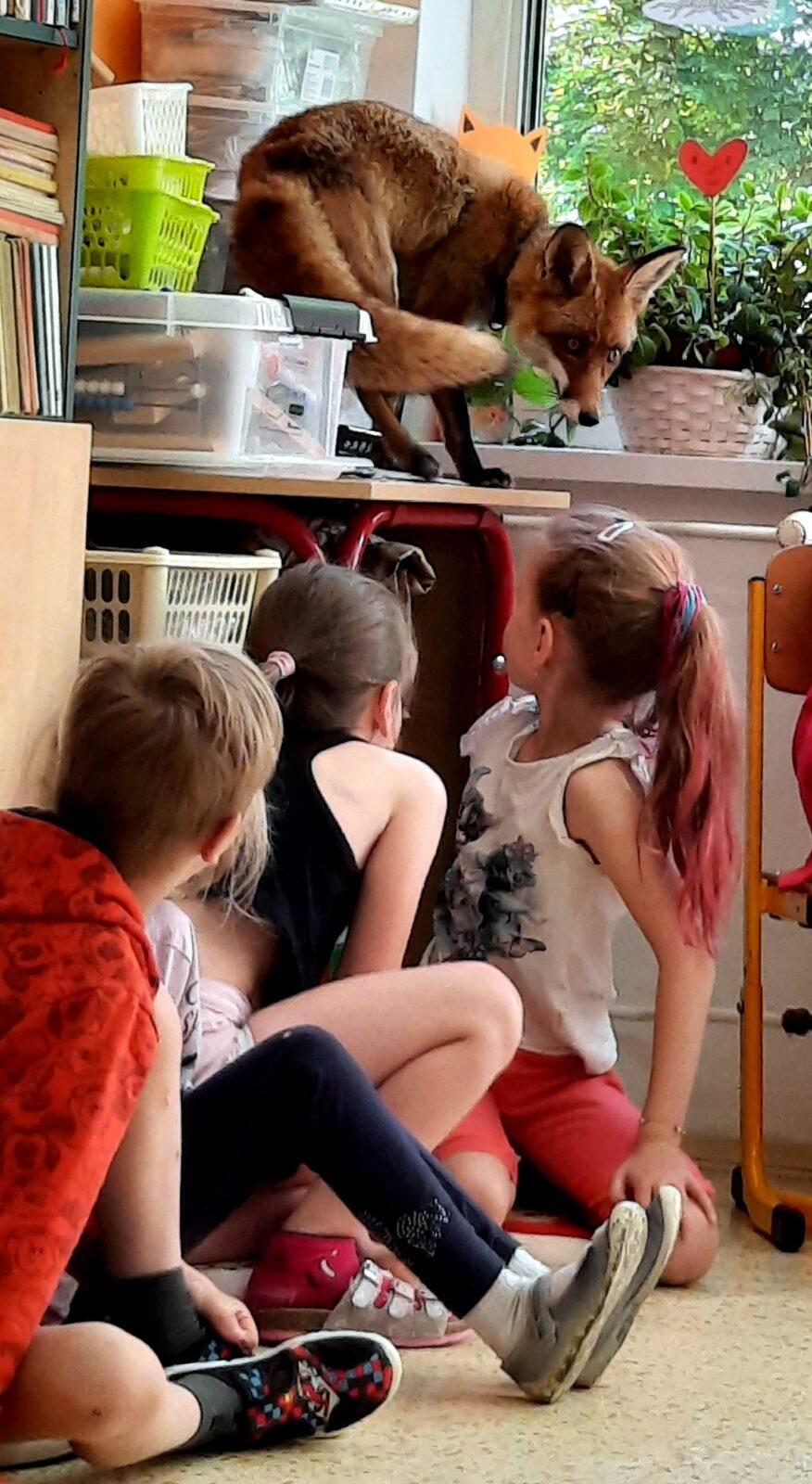 31. 5., Liška u prvňáčků - 11