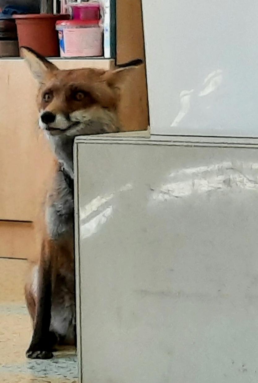 31. 5., Liška u prvňáčků - 13