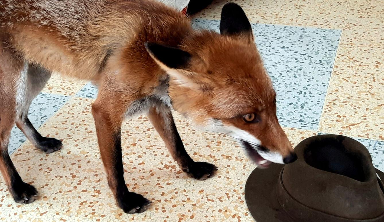 31. 5., Liška u prvňáčků - 19