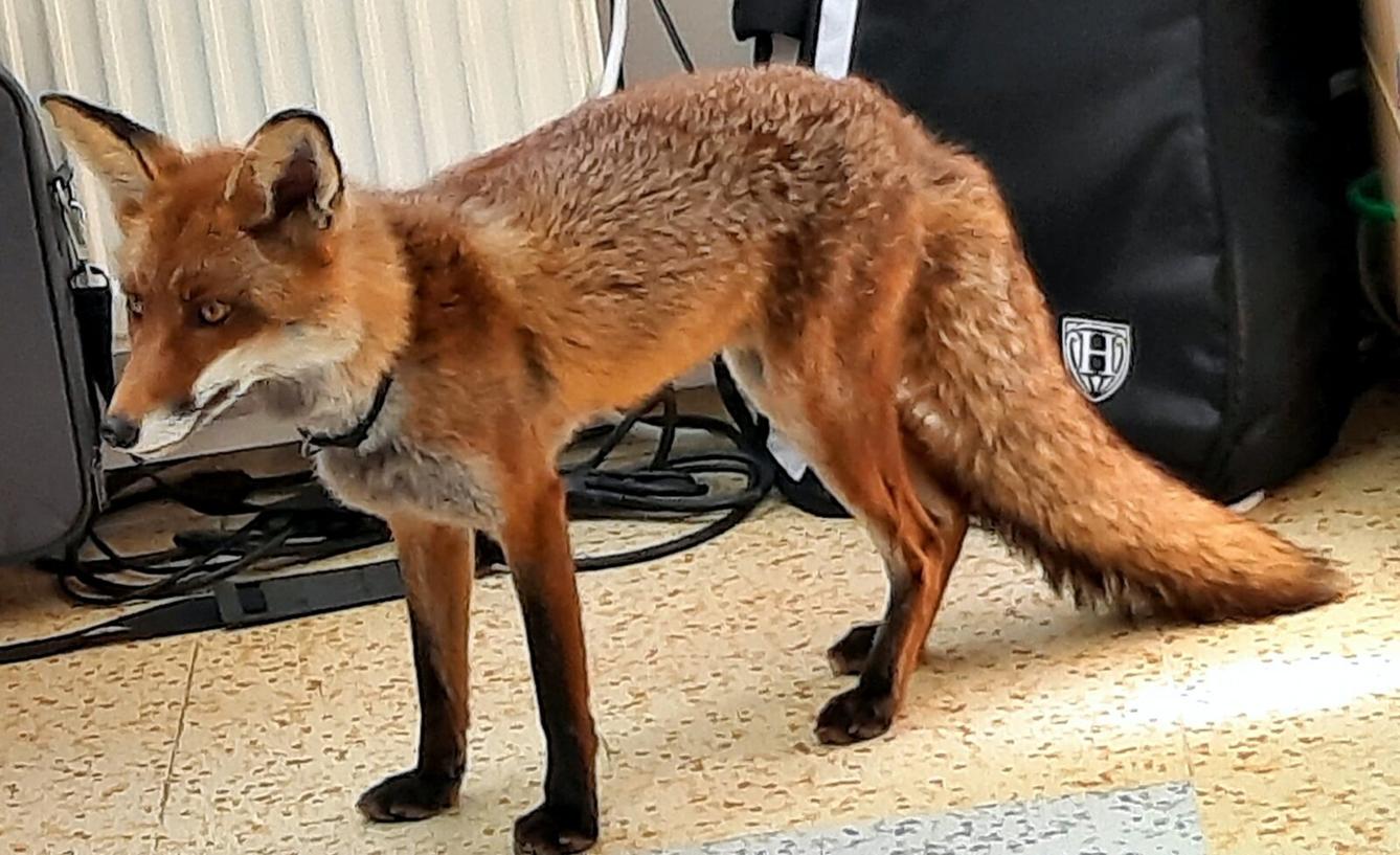 31. 5., Liška u prvňáčků - 21