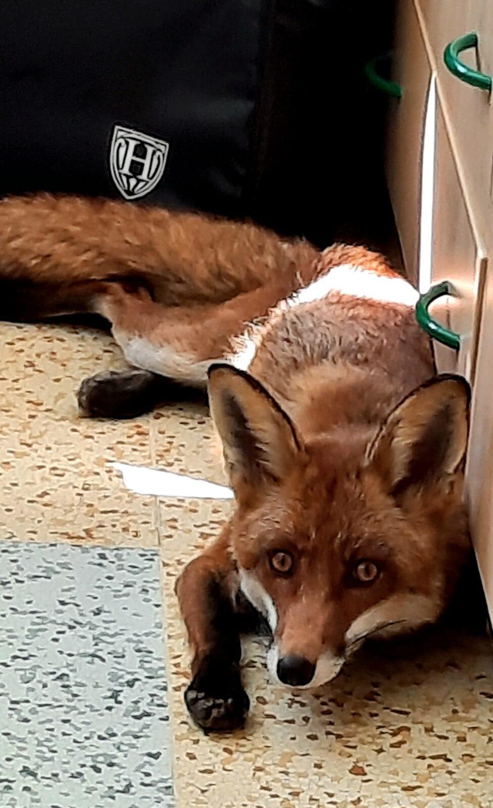 31. 5., Liška u prvňáčků - 23