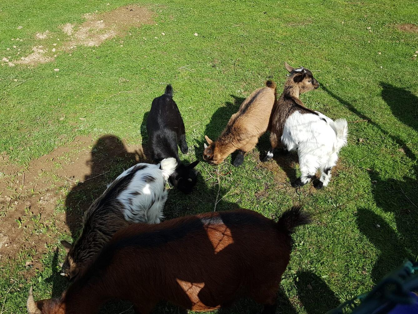 SOVIČKY: ,,VELIKONOČNÍ SVÁTKY" - 15