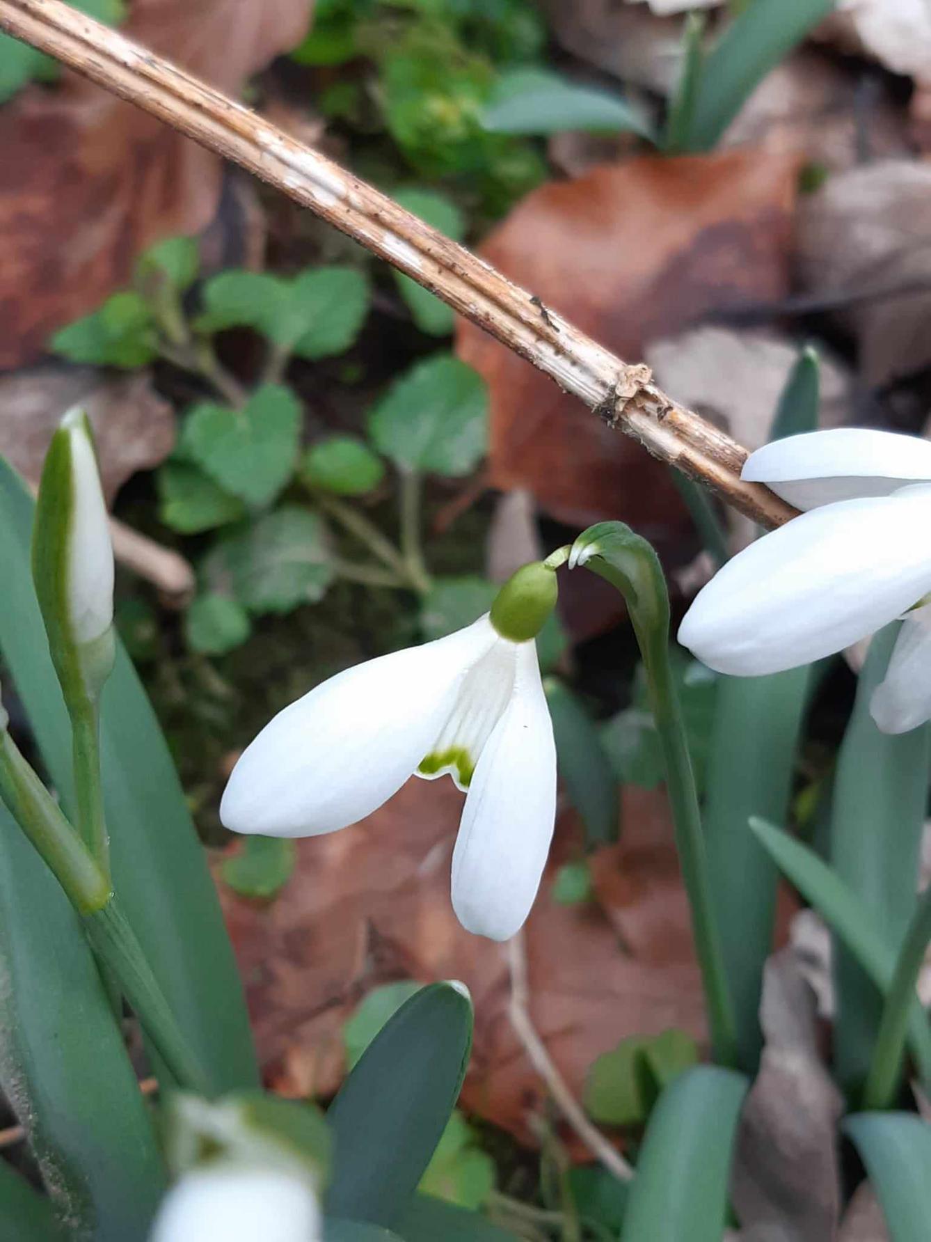 Předjaří ve 2. oddělení - 30