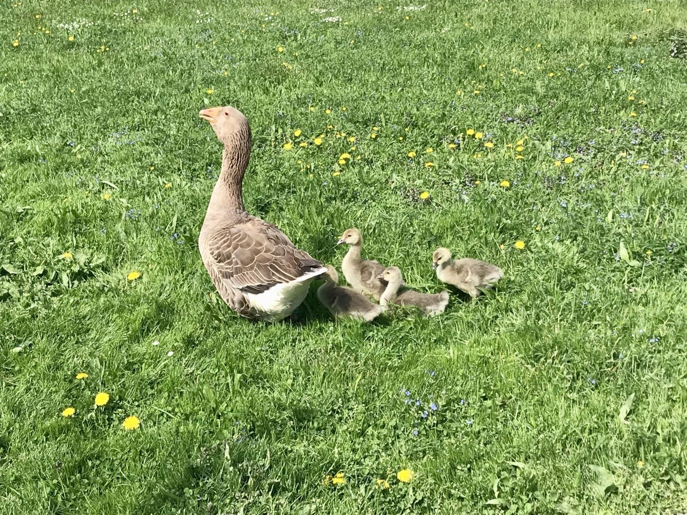 SOVIČKY: ,,MÁME RÁDI ZVÍŘATA" - 41
