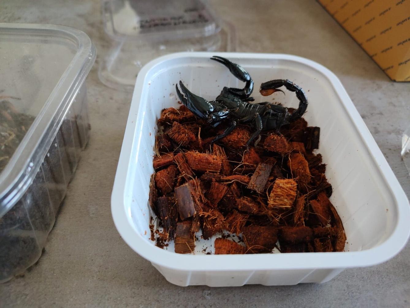 Přednáška s ukázkami exotických zvířat - 12