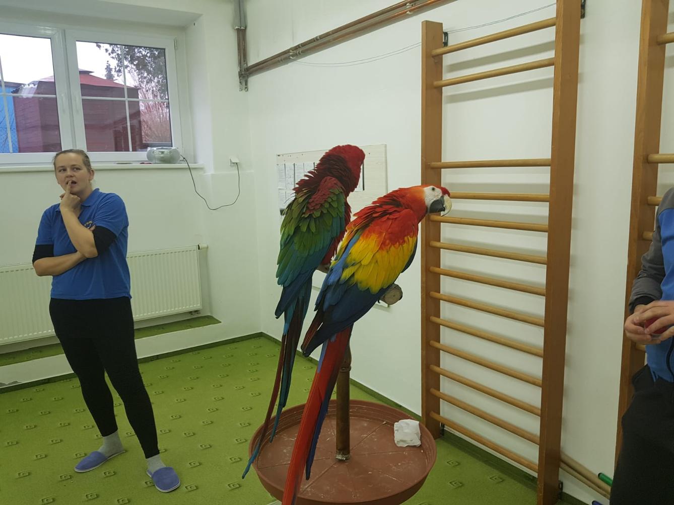 Papoušci v MŠ - 19