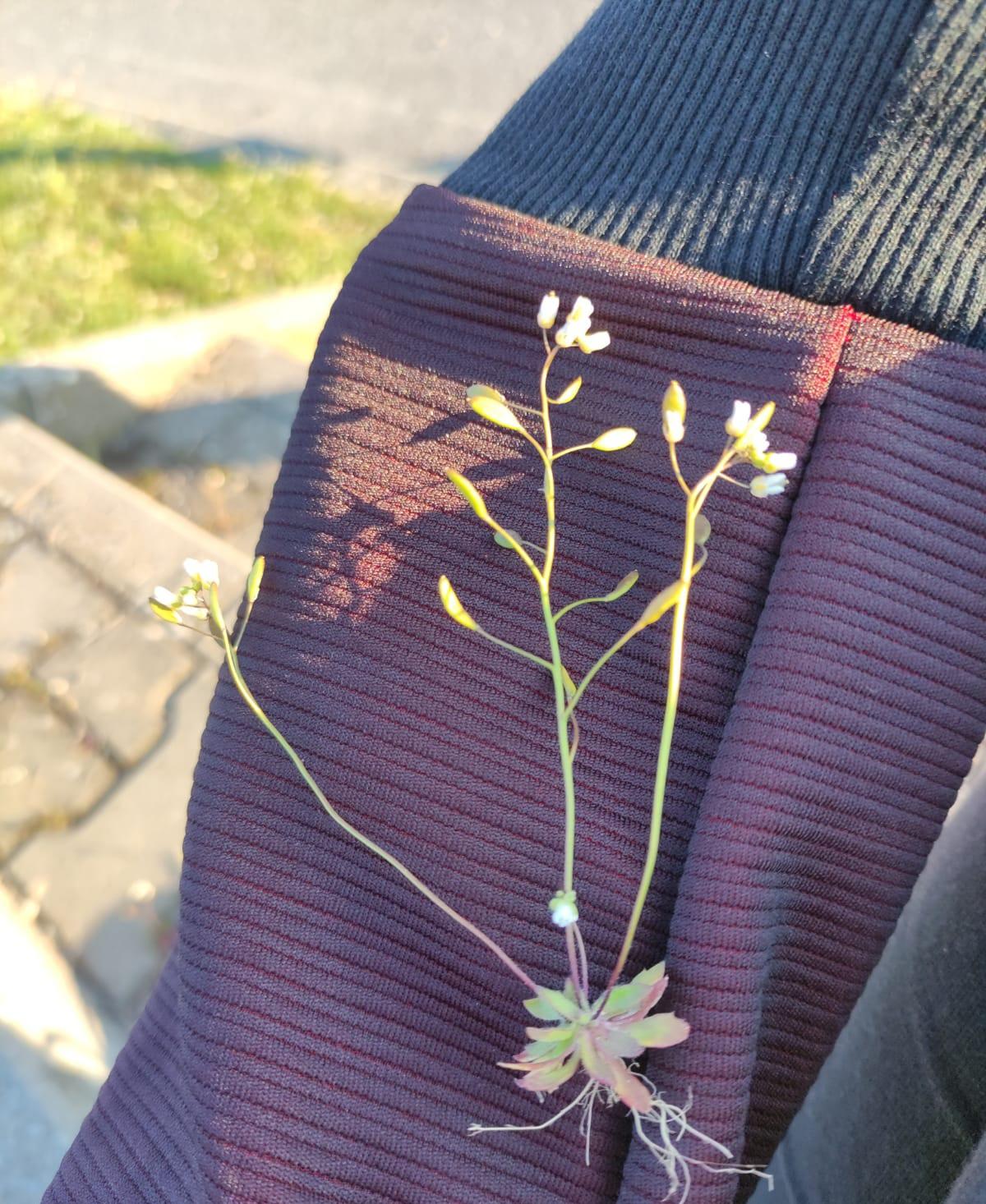 Botanika v 7. třídách - 6