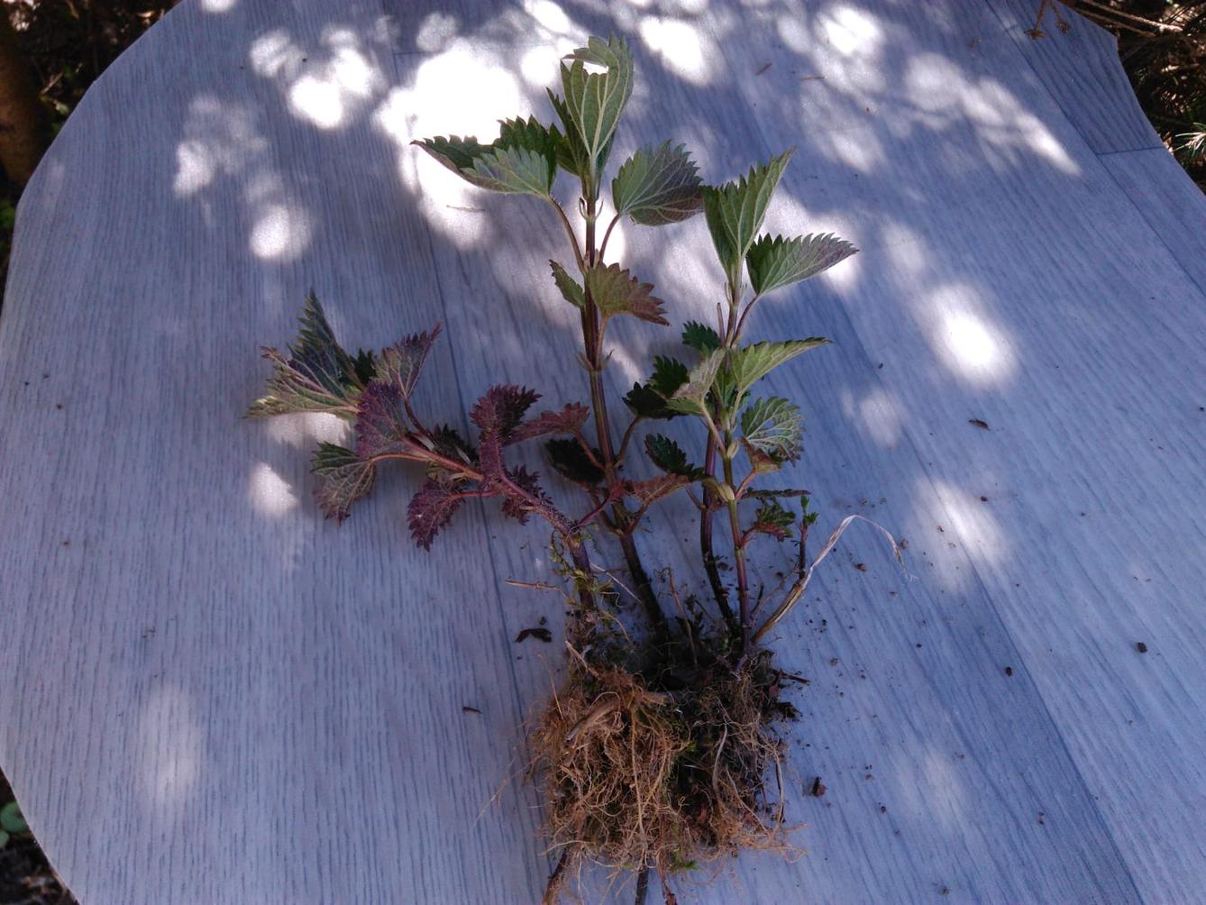 Botanika v 7. třídách - 8