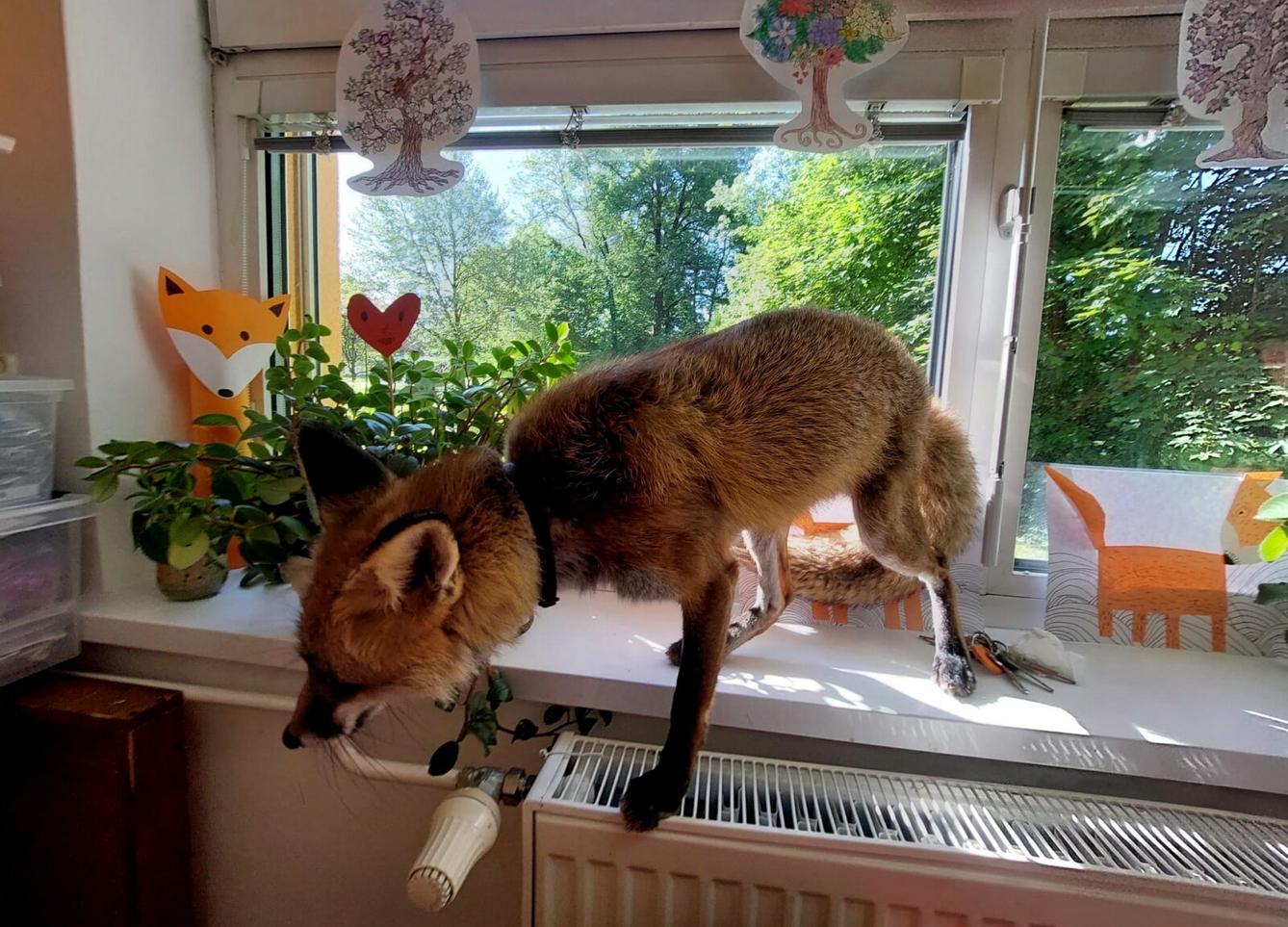 31. 5., Liška u prvňáčků - 32