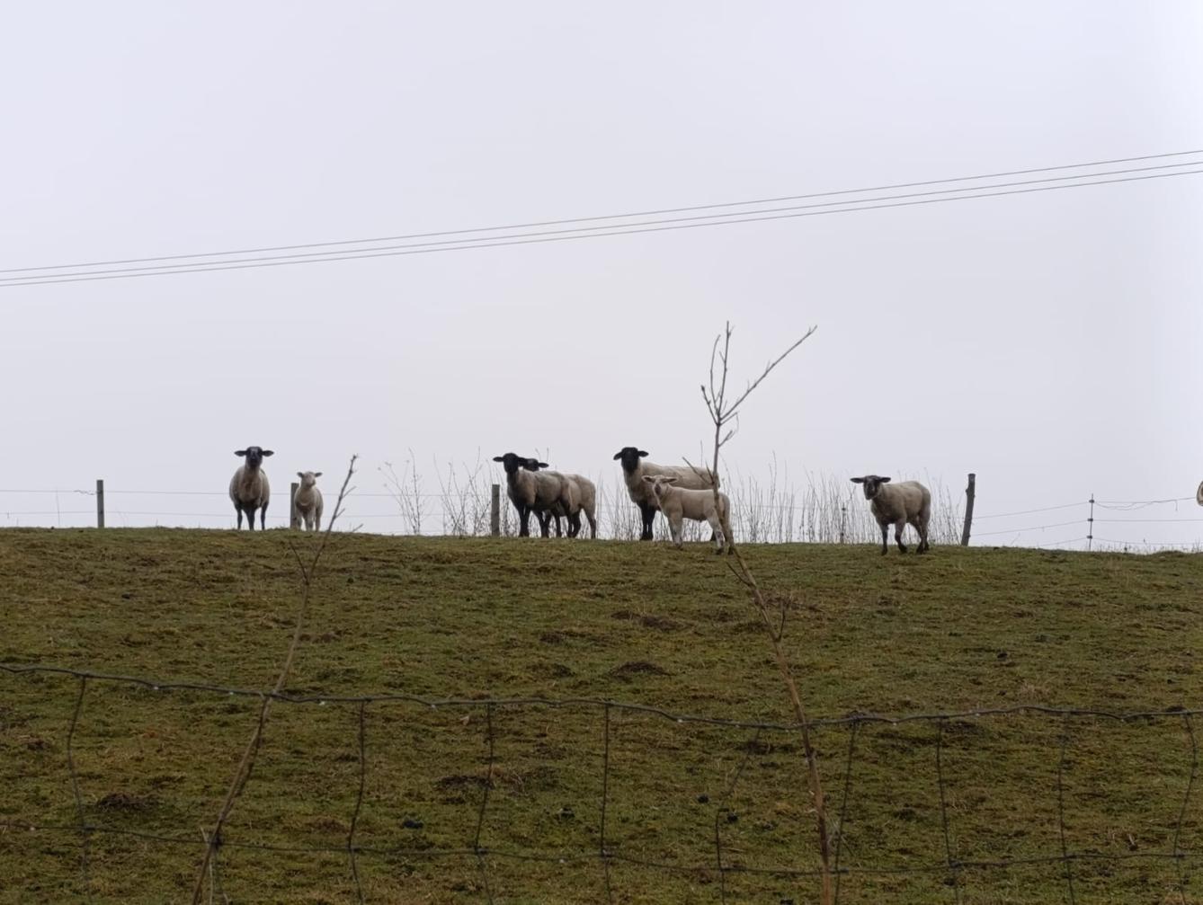 Broučci - Máme rádi zvířátka - 1