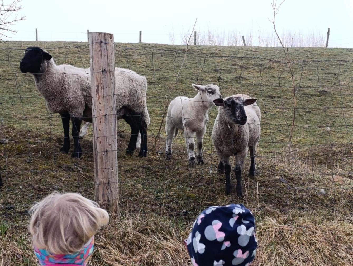 Broučci - Máme rádi zvířátka - 6