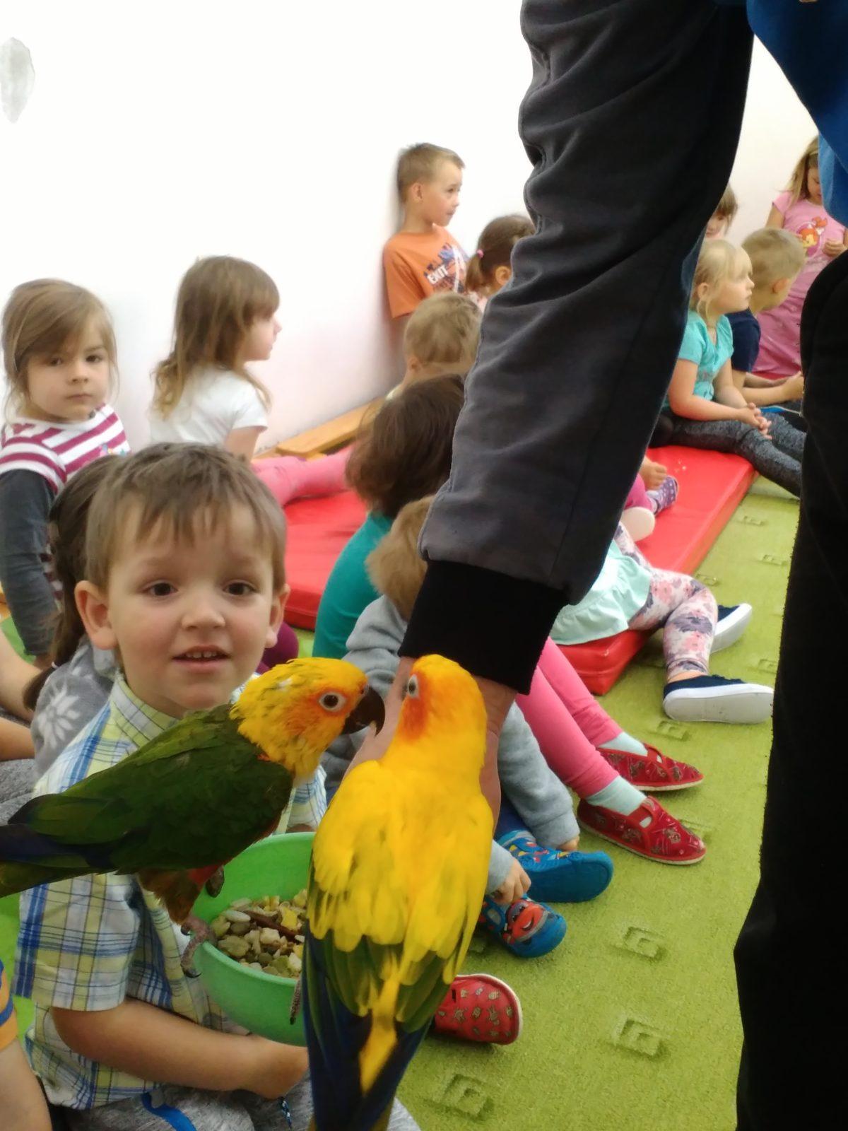 Papoušci ve školce - 11