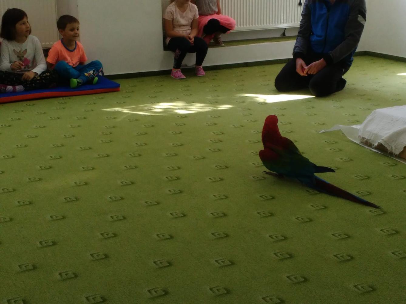 Papoušci ve školce - 34