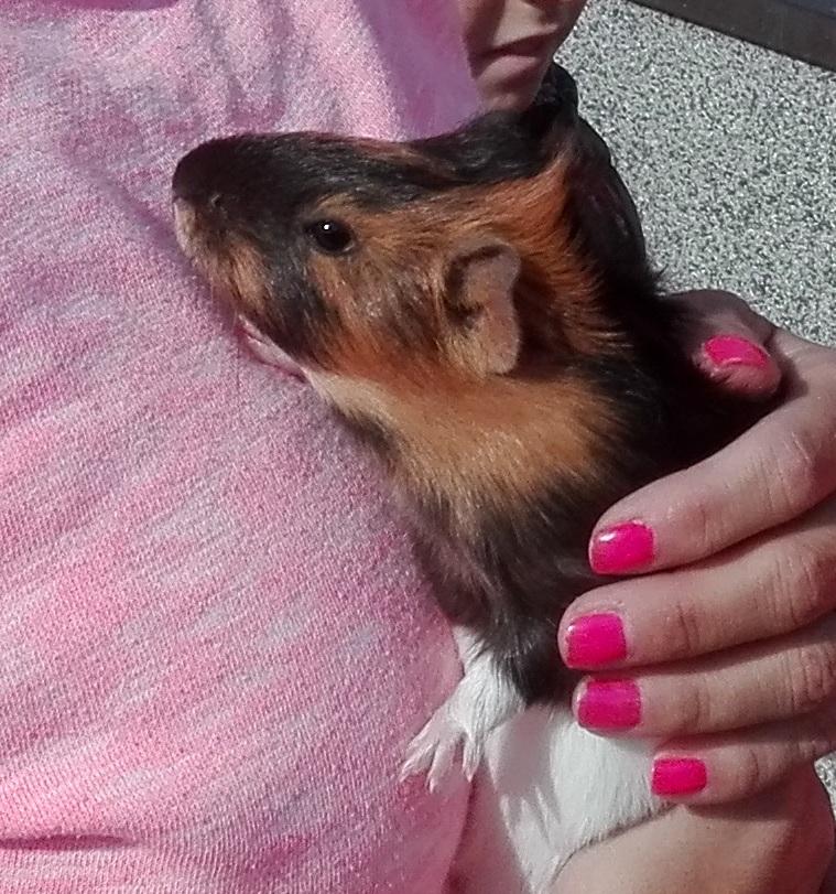 23. 9. Beseda o morčatech, 3. třída - 8