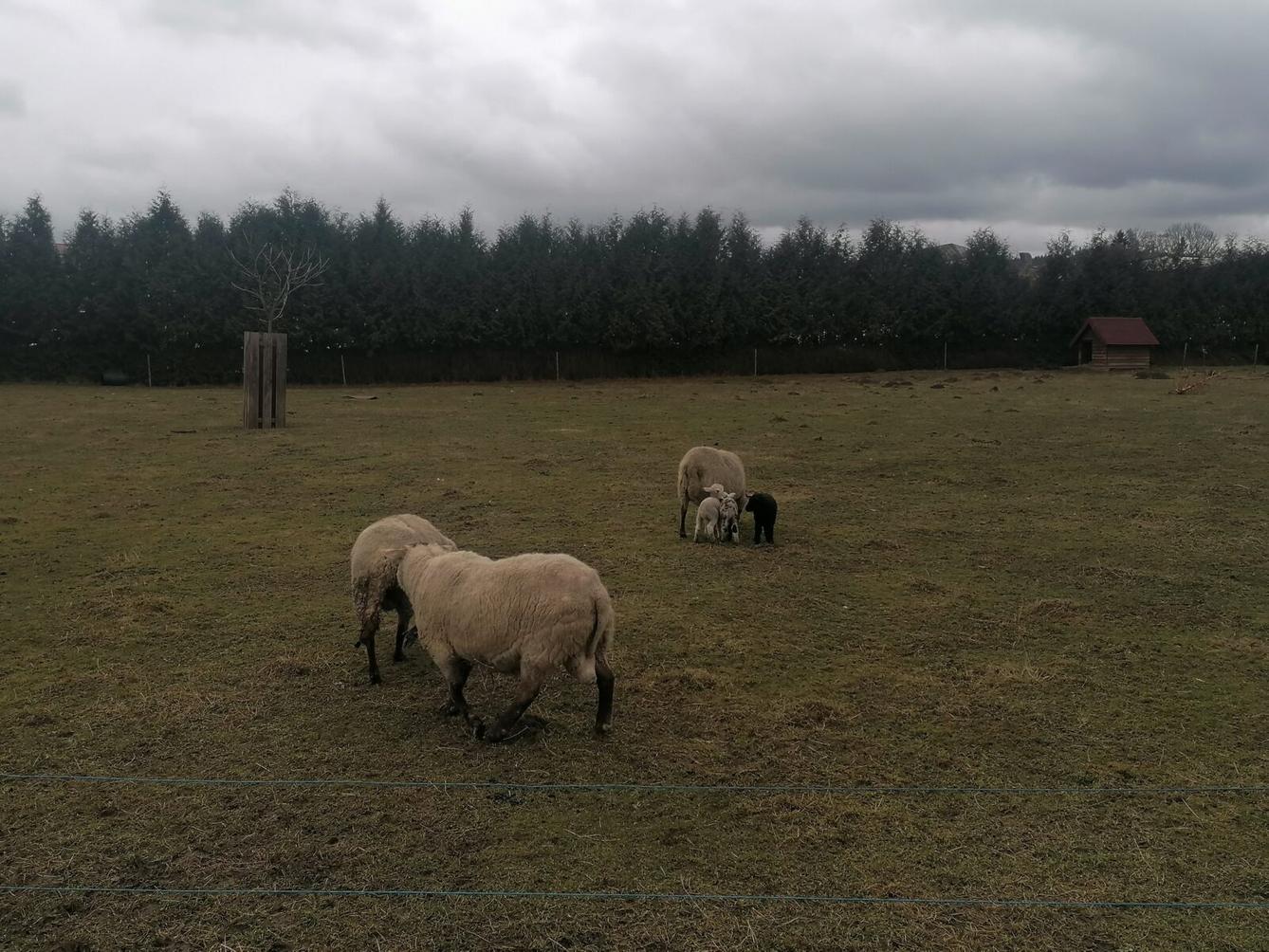 "Máme rádi zvířata" aneb "vycházky za zvířátky" :-) - 6