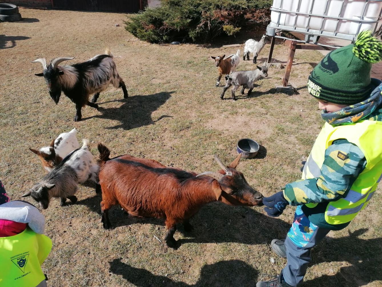"Máme rádi zvířata" aneb "vycházky za zvířátky" :-) - 14