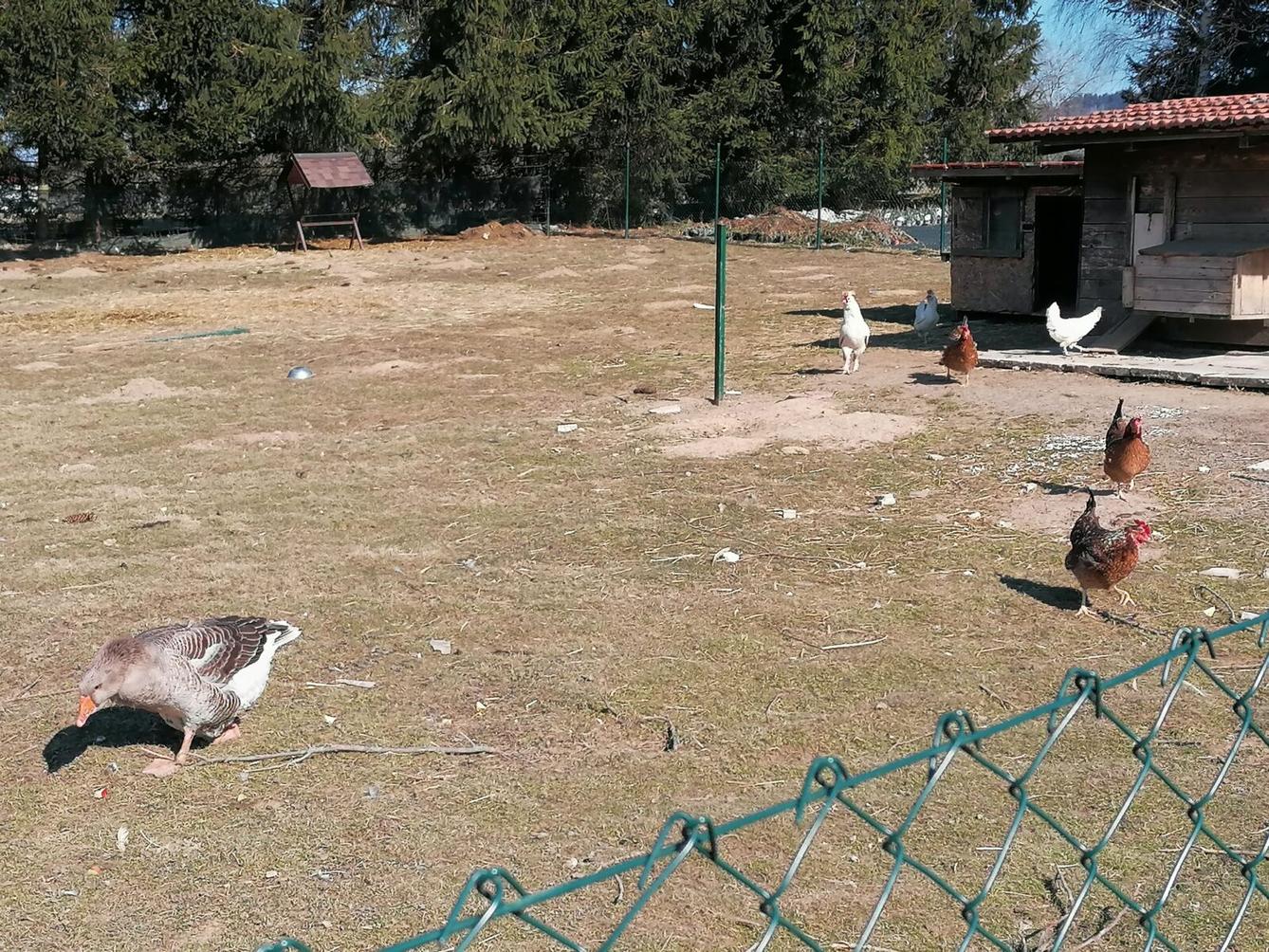 "Máme rádi zvířata" aneb "vycházky za zvířátky" :-) - 24