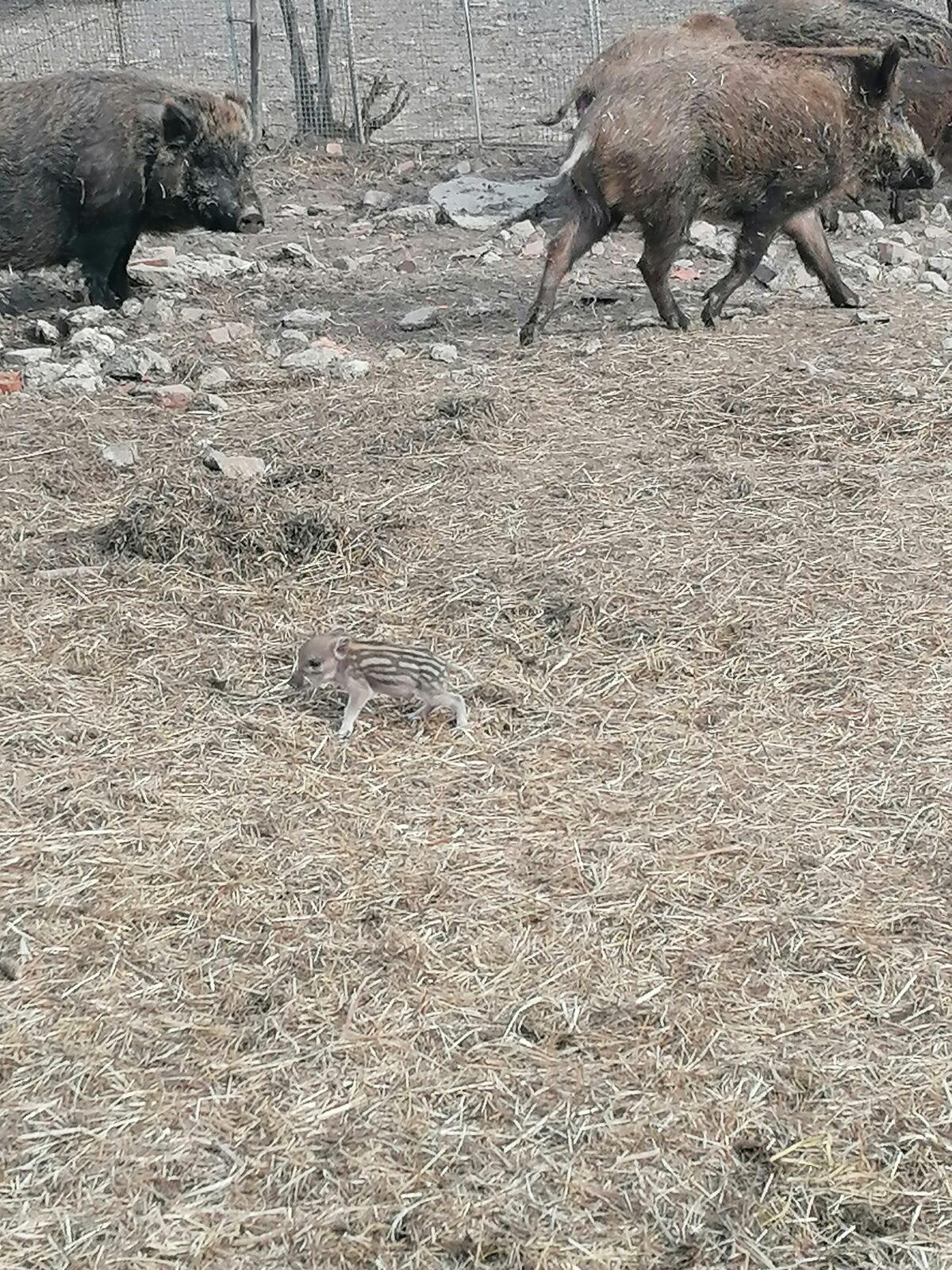 "Máme rádi zvířata" aneb "vycházky za zvířátky" :-) - 27