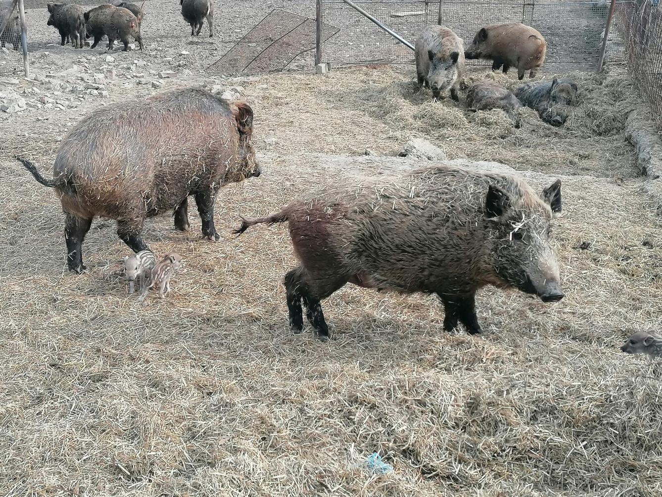 "Máme rádi zvířata" aneb "vycházky za zvířátky" :-) - 29