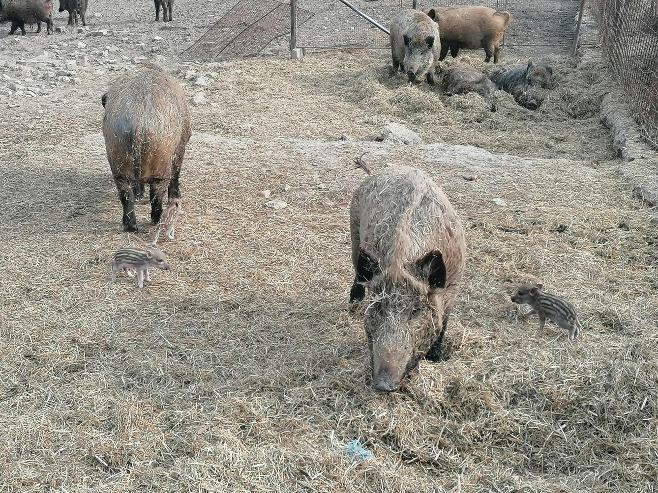 "Máme rádi zvířata" aneb "vycházky za zvířátky" :-) - 30
