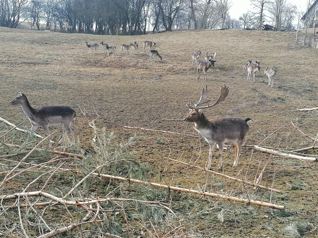 "Máme rádi zvířata" aneb "vycházky za zvířátky" :-) - 33