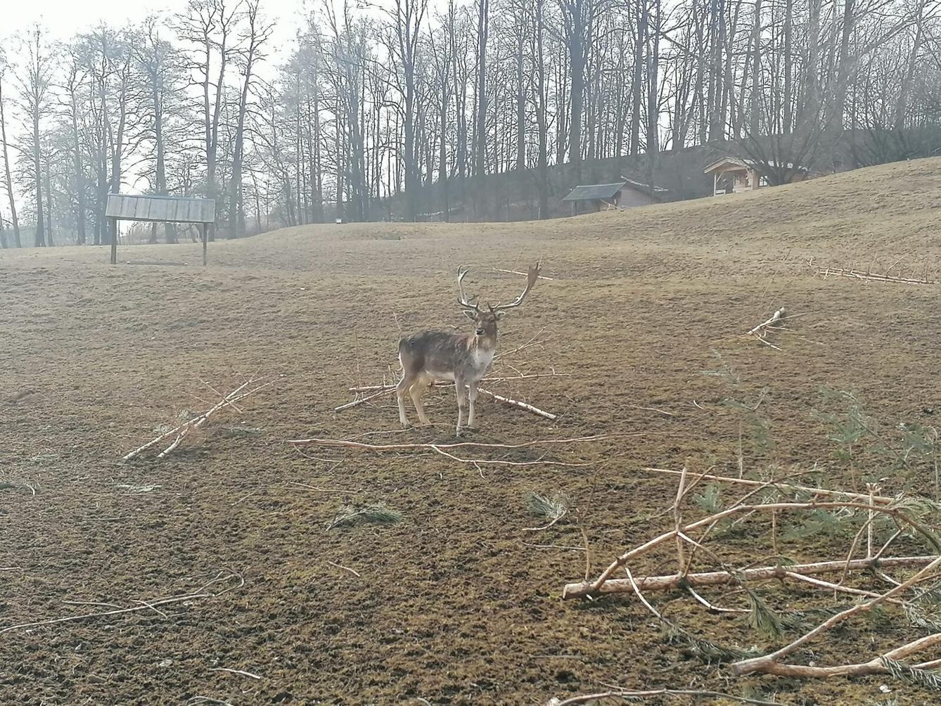 "Máme rádi zvířata" aneb "vycházky za zvířátky" :-) - 34