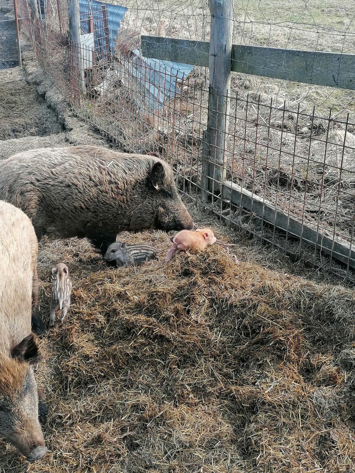 "Máme rádi zvířata" aneb "vycházky za zvířátky" :-) - 38