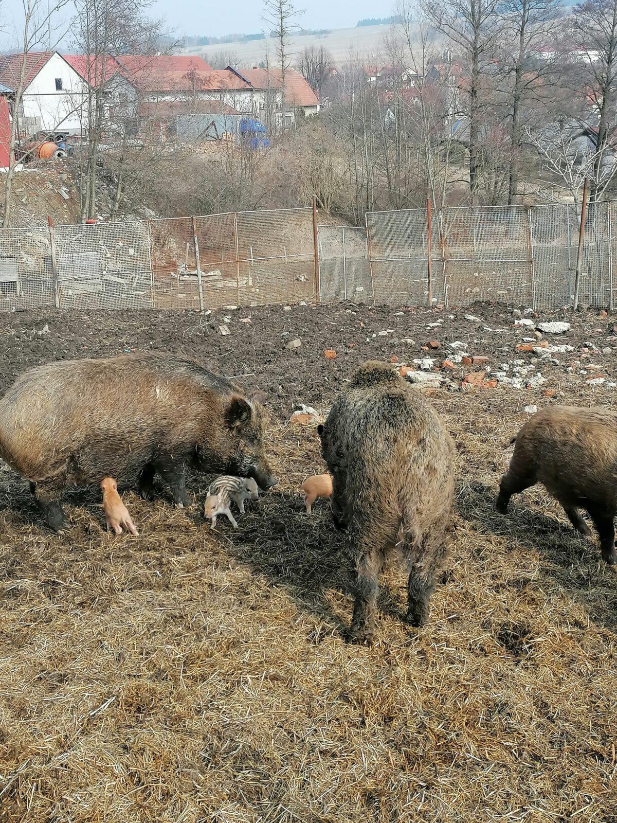 "Máme rádi zvířata" aneb "vycházky za zvířátky" :-) - 42