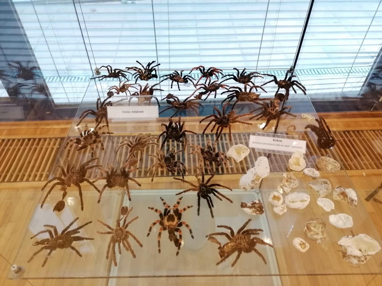výlet na výstavu pavouků v Ústí nad Orlicí :-) - 49
