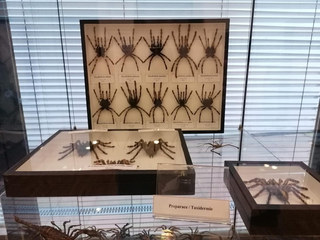 výlet na výstavu pavouků v Ústí nad Orlicí :-) - 50