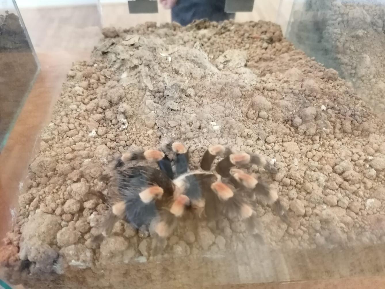 výlet na výstavu pavouků v Ústí nad Orlicí :-) - 54