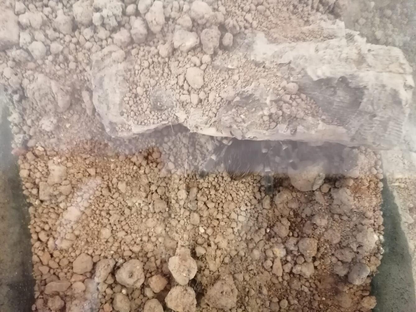 výlet na výstavu pavouků v Ústí nad Orlicí :-) - 55