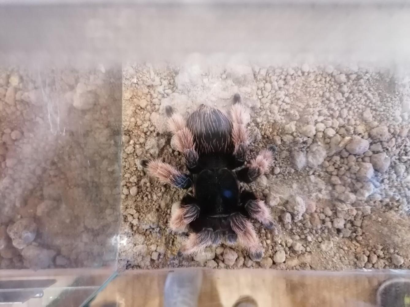 výlet na výstavu pavouků v Ústí nad Orlicí :-) - 56