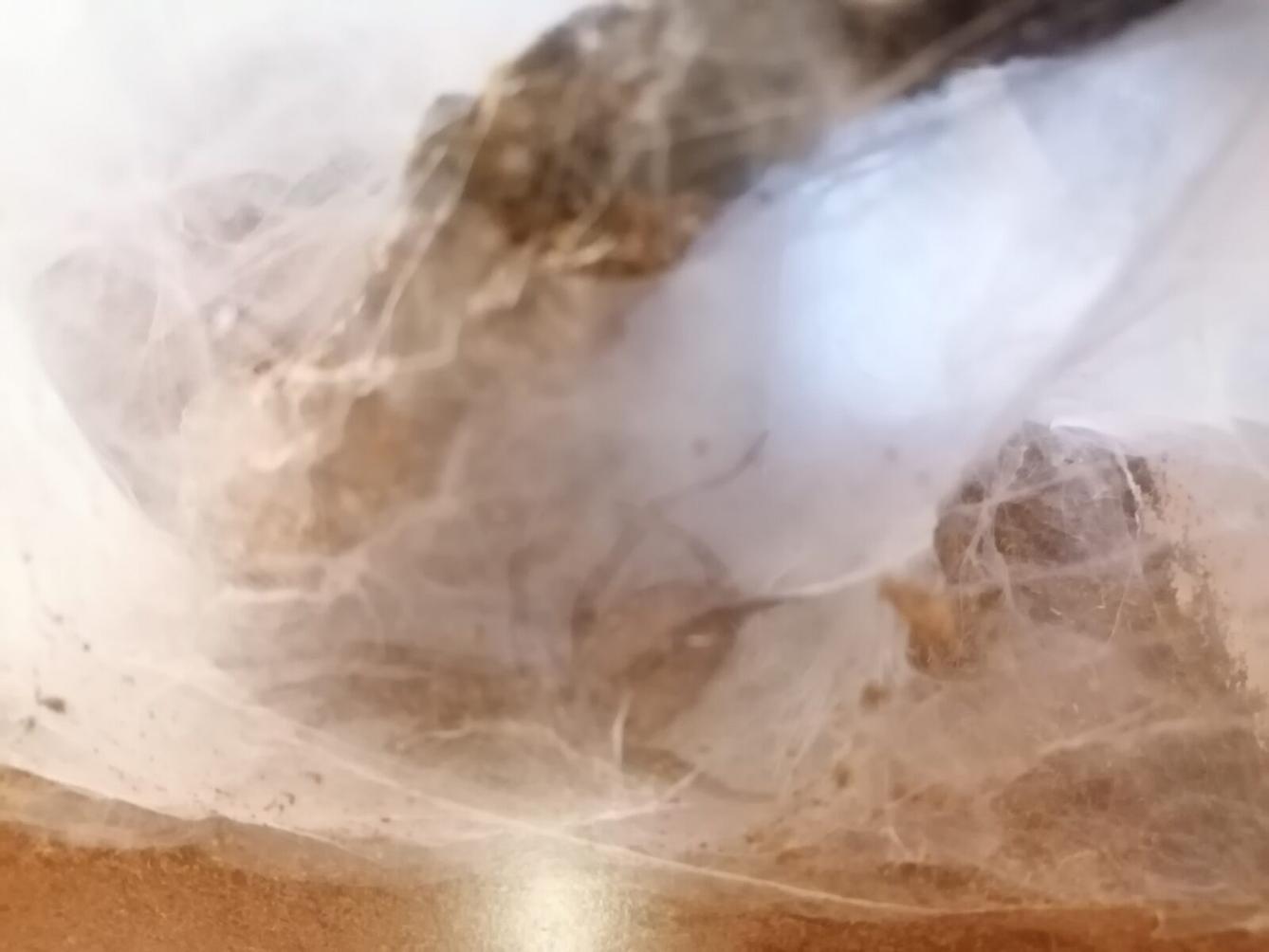 výlet na výstavu pavouků v Ústí nad Orlicí :-) - 57