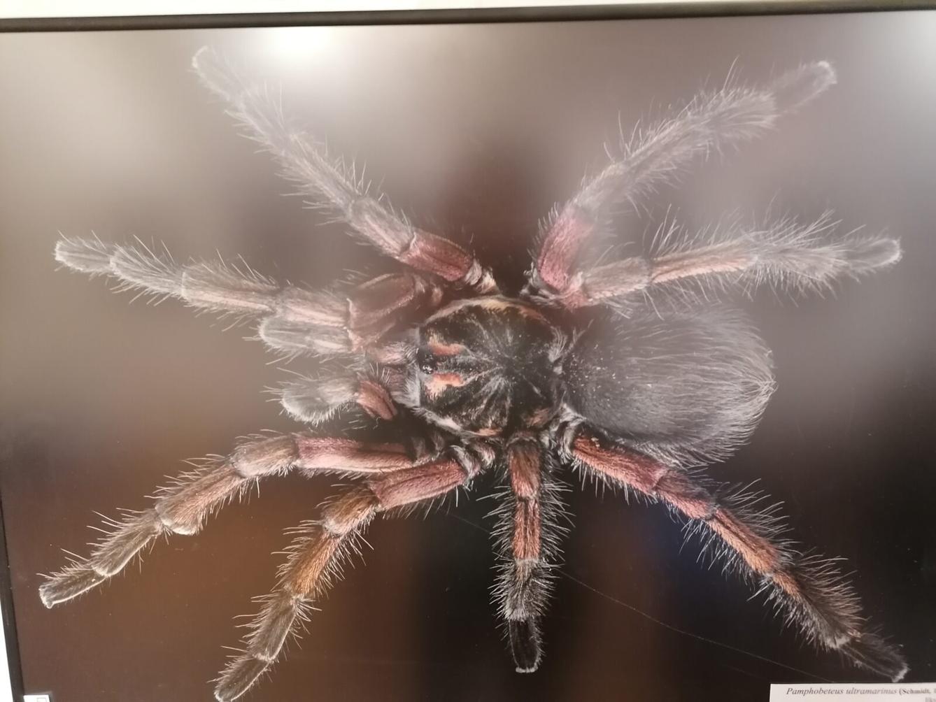 výlet na výstavu pavouků v Ústí nad Orlicí :-) - 58