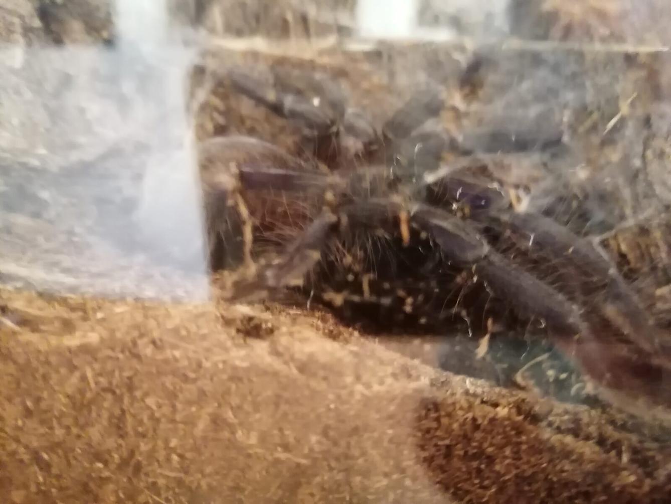 výlet na výstavu pavouků v Ústí nad Orlicí :-) - 63