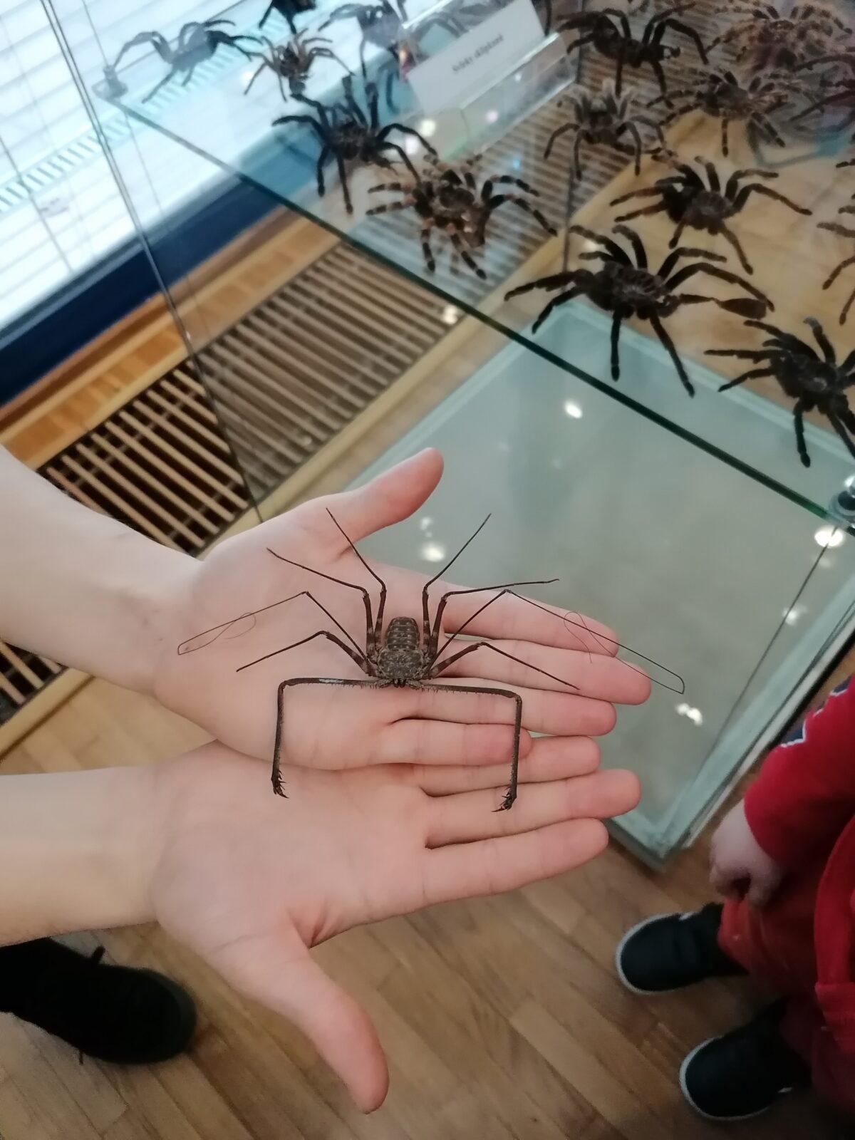 výlet na výstavu pavouků v Ústí nad Orlicí :-) - 86