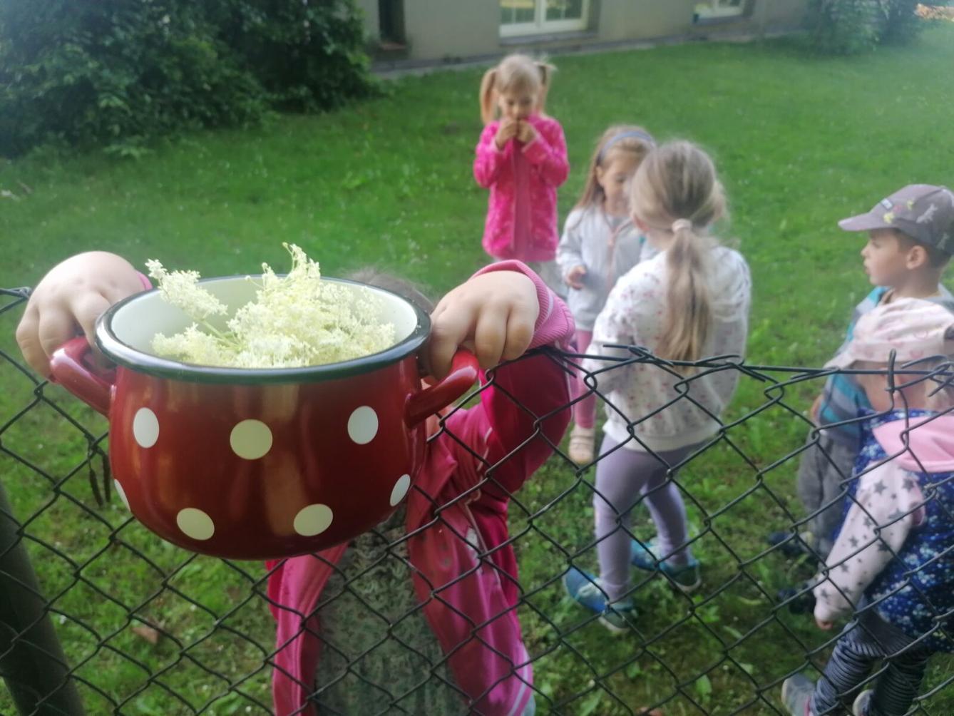 Tvořeníčko, tvoření: "Čím budu až vyrostu?" - vyrábíme bezovou šťávu :-) - 9