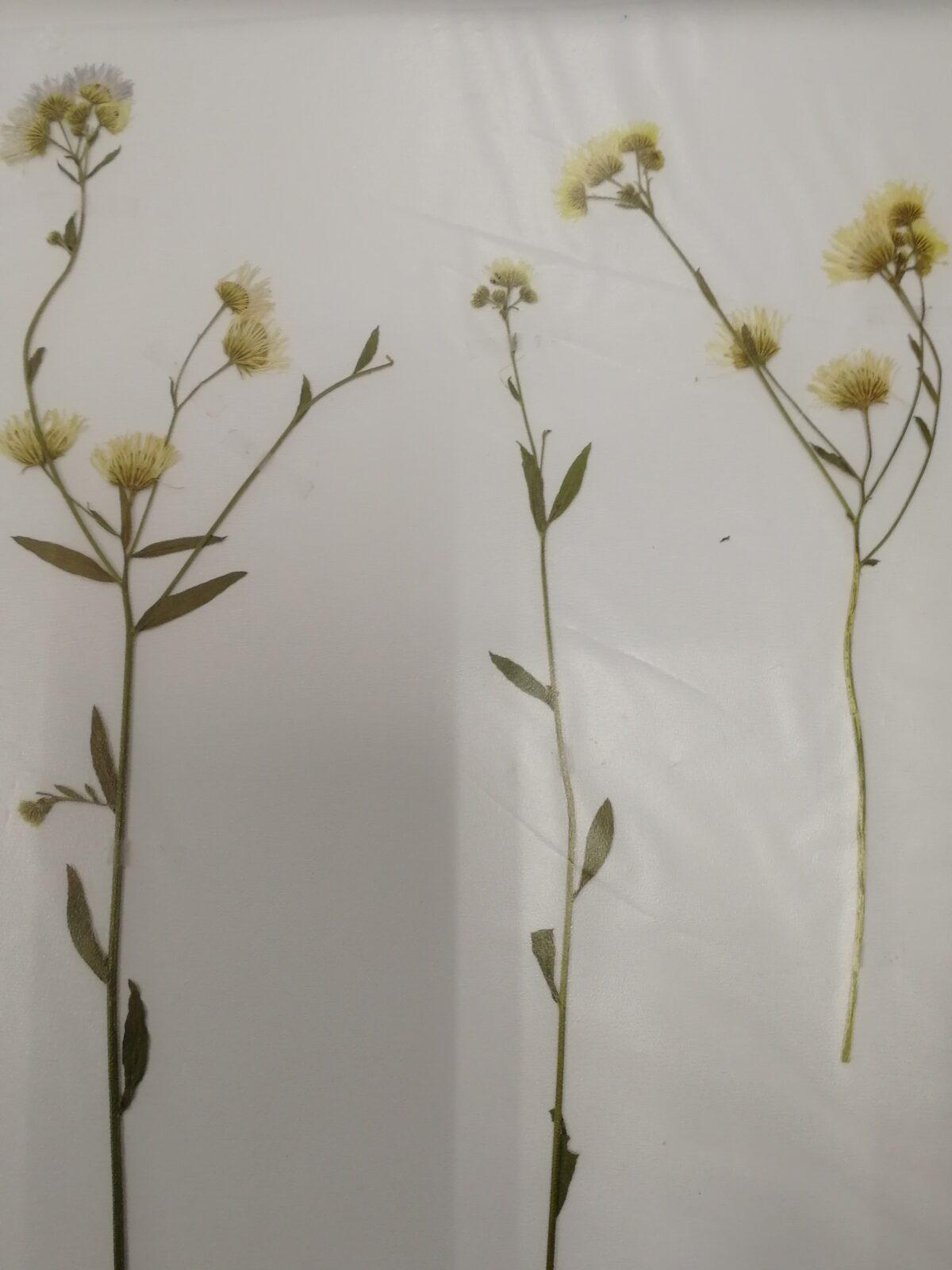 Herbář - zlomek naší květeny - 2